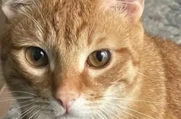 Кошки потеряшки, Московская область, фото: Потеряшка рыжий кот, МО, нуждается в медпомощи