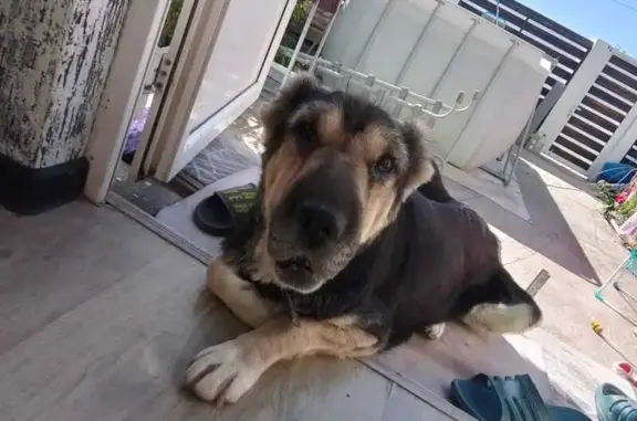 Собаки потеряшки, Астрахань, фото: Потеряшка собака, 1-й Депутатский пер., Астрахань