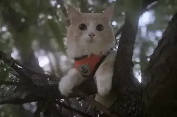 Пропала кошка, ул. Космонавтов 35, Дмитров