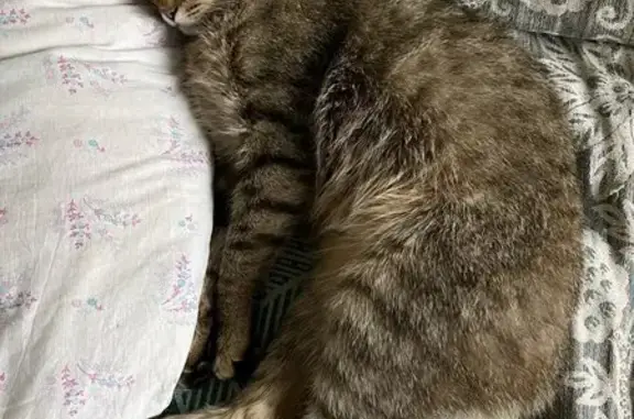 Пропала кошка на ул. Цементников, Липецк