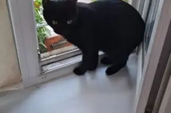 Пропала чёрная кошка, ул. Прохорова 50А