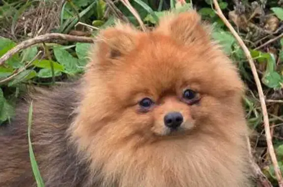 Найдена собака, , фото: Шпиц найден: Маринино, 46Н-01058