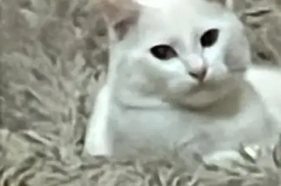 Пропала кошка на Баумана, 74Б, Уфа