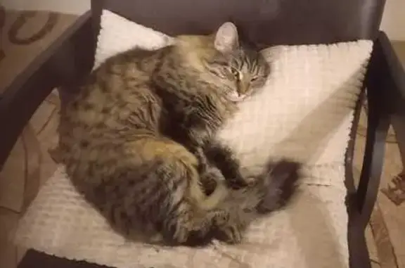 Кошки потеряшки, Кондратово, фото: Потеряшка кошка, ул. Садовое Кольцо, 2