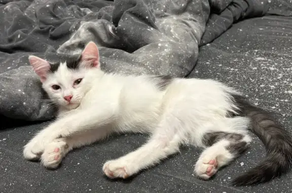 Найдена кошка, Пермский край, фото: Кошка найдена: ул. Копылова 67, Добрянка