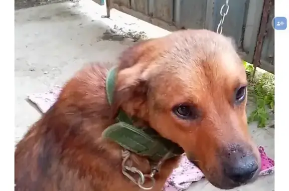 Собаки потеряшки, , фото: Потеряшка собака, Красная площадь, 3