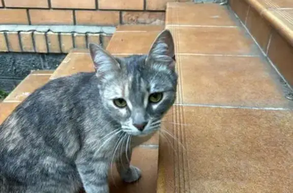 Пропала кошка, Захарково, МО