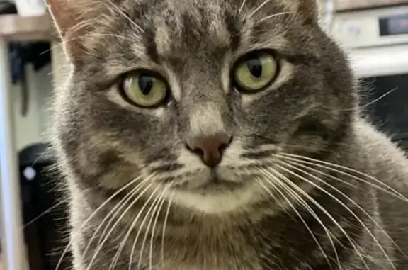 Пропала кошка, Цветочная ул., 8В, Нагаево