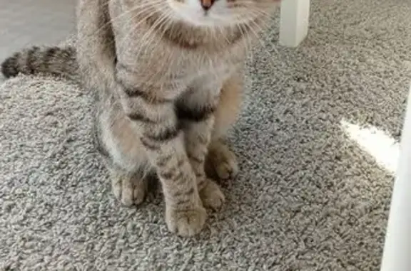 Пропала кошка, ул. Лумумбы, 60, Екатеринбург