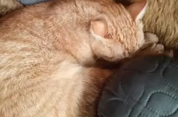Кошки потеряшки, , фото: Потеряшка кошка в Елизаветино, МО