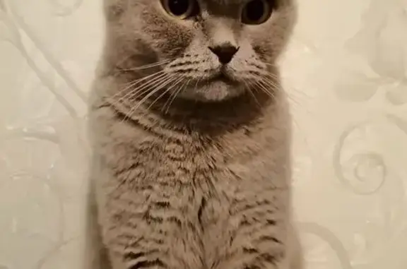 Кошки потеряшки, , фото: Потеряшка кошка, Ангарская ул., 16