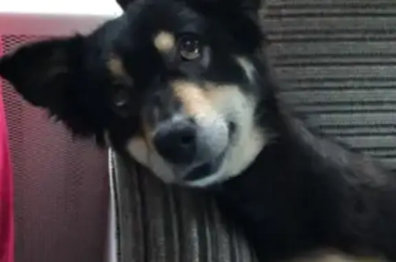 Собаки потеряшки, Пермь, фото: Потеряшка собака, Подлесная 17, Пермь