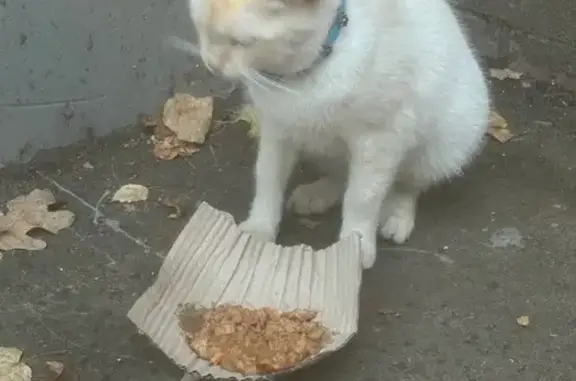 Найдена кошка, Егорьевск, фото: Найдена кошка у магазина на пр. Ленина, 6А