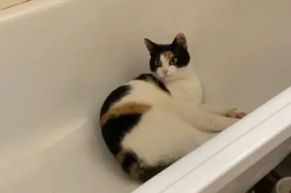 Кошки потеряшки, Оверята, фото: Потеряшка кошка, Линейная 6, Оверята