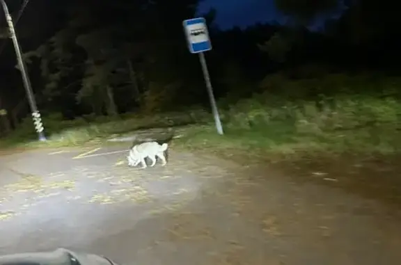 Собака найдена: Красносельское с/п - photo