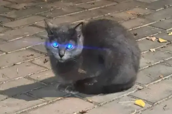 Найдена кошка, Пушкино, фото: Кошка найдена: Пушкинская ул., Пушкино