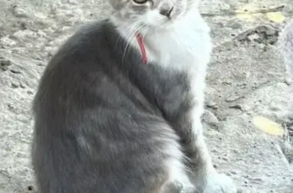 Пропала кошка, ул. Гавриленко 111, Шахты