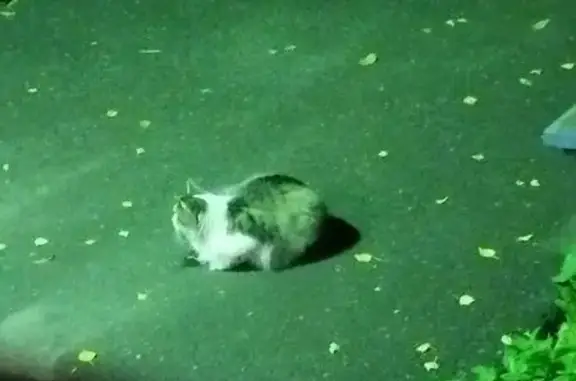 Найдена кошка, Иваново, фото: Крупный кот найден, пр. Строителей, Иваново