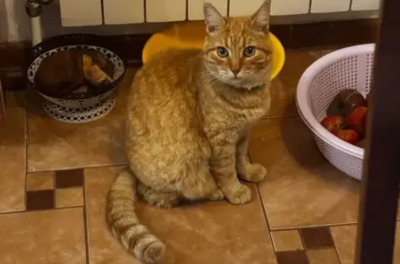 Кошки потеряшки, Рославль, фото: Потеряшка кошка, 2-й пер. Энгельса, 50, Рославль