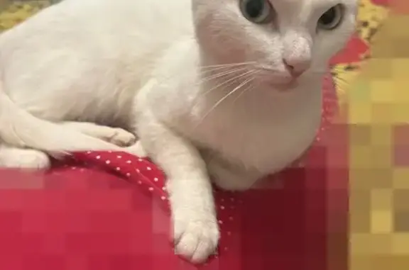 Пропала кошка, пр. Победы 6, Липецк