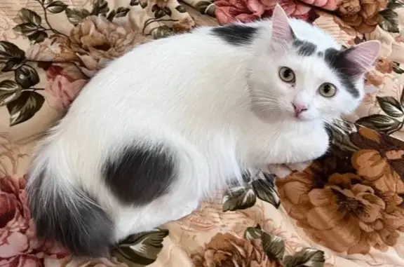 Кошки потеряшки, Уфа, фото: Потеряшка кошка, Уфа, Амурская 39