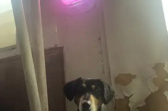 Найдена собака, Одоевское шоссе 32, Тула