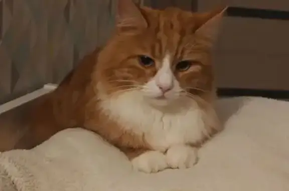 Кошки потеряшки, Шуйское, фото: Потеряшка кошка, Верхняя ул., Шуйское