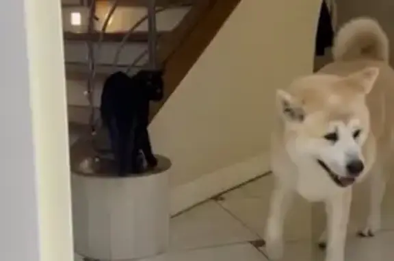 Пропала акита, ул. Б. Хмельницкого, Таганрог