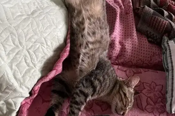 Пропала кошка, ул. Цементников, Липецк