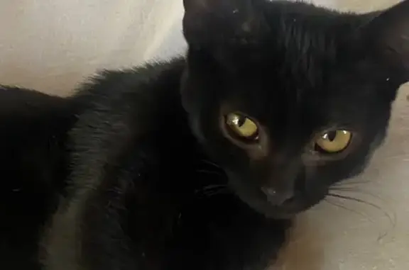 Пропала черная кошка, Королёва, Берёзовский