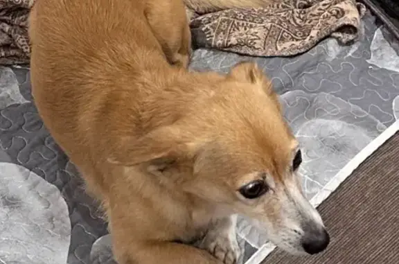 Пропала собака на пр. Мира 132, Красноярск