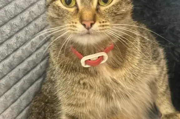 Кошка найдена в подъезде, Уфа, Башкортостан