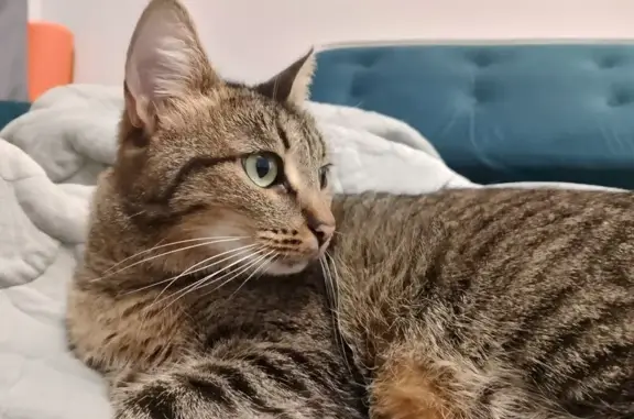 Найдена кошка, Чебоксары, фото: Найдена кошка, ул. Композиторов Воробьёвых