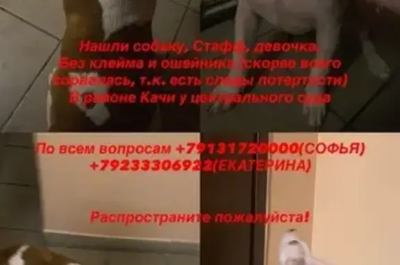 Найдена собака на ул. Коммунистическая