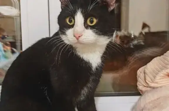 Кошка найдена на ул. Ленина, Пермь