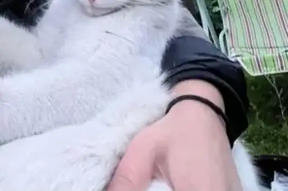 Найдена кошка, , фото: Кошка найдена: Казань, Татарстан