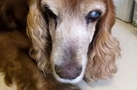 Найдена собака, Гай, фото: Собака найдена на Молодёжной ул., Гай