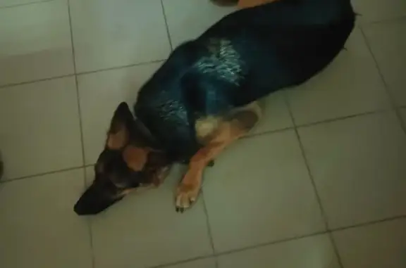 Найдена собака, Пермский край, фото: Найдена собака, Дивья, Пермский край