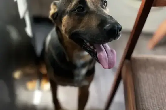 Пропала собака, Пригородная ул., 50