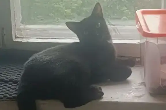 Пропал кот, ул. Комаровского 11, Челябинск