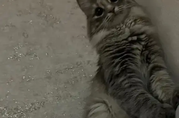 Пропала кошка, Уфа, ул. Рыбакова, 22