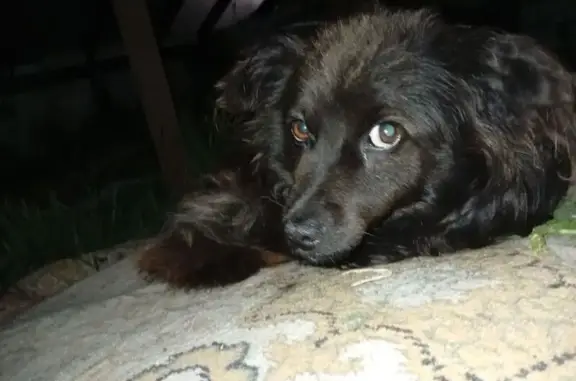 Найдена собака, Калининградская область, фото: Найдена собака, Безенгештель, Калининград