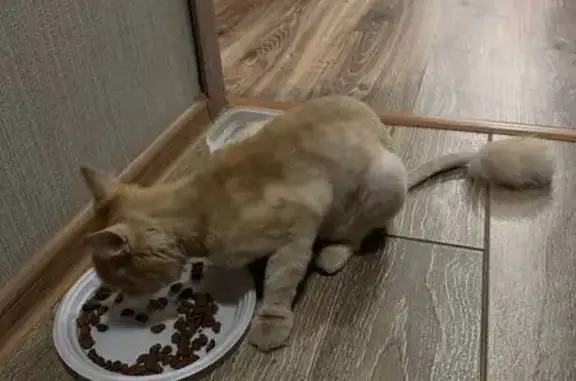 Найдена кошка, , фото: Кошка найдена: ул. Матвеева, 40, Армавир