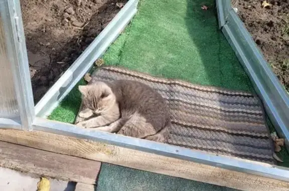 Найдена кошка, Курск, фото: Кошка найдена: ул. 50 лет Октября, 140