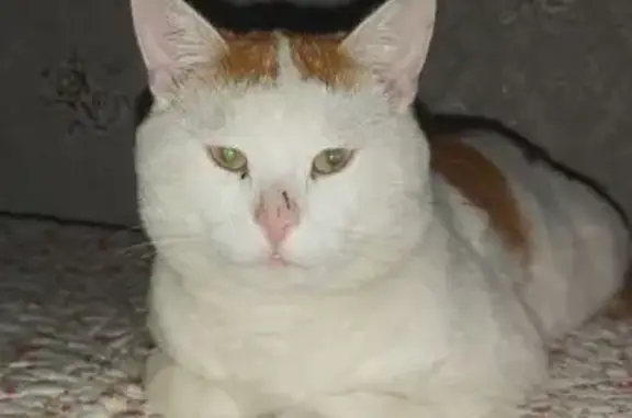 Пропал кот, 46К-8015, Наугольное