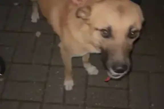 Найдена собака, Московская область, фото: Собака найдена у парка Малевича, Шульгино