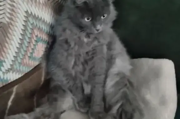 Пропала кошка, Железнодорожная 23, Пятигорск