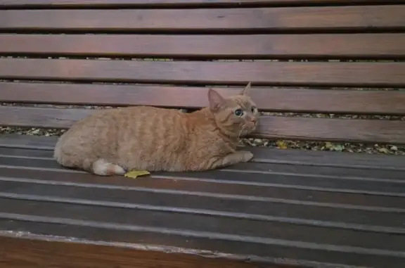 Кошка найдена, Большой Волоколамский пр.