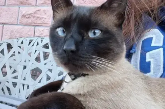 Пропала кошка, Коммунарка, Москва