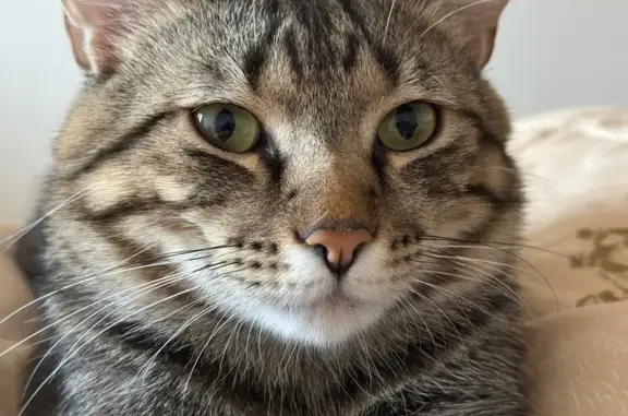 Пропала кошка, Донская ул. 2, Волжский